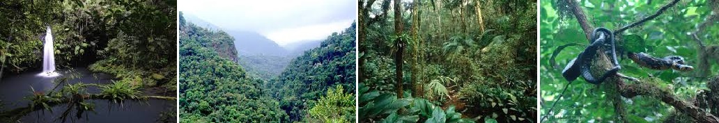 mata atlantica mosaico