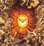 São Firmino